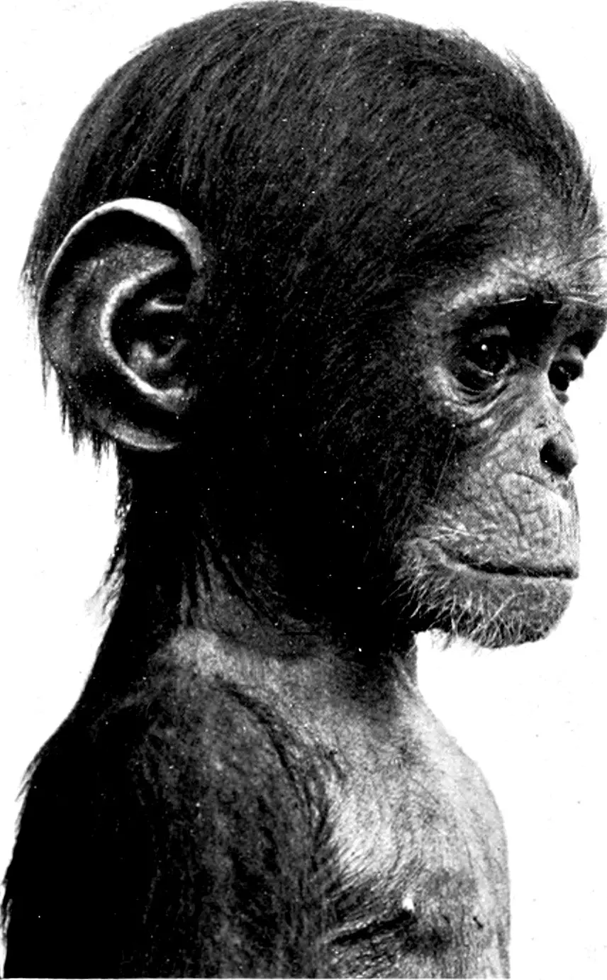 Chimpanzee